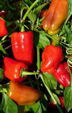 Cajun Belle Pepper Seeds - The Pepper Pantry (Formerly Marie Sharp's)